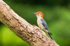Red-bellied Woodpecker male on dead tree-Marion County-Illinois Art Print